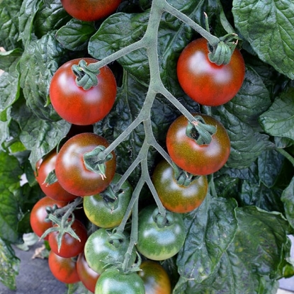 Picture of Tomato Ruby Falls